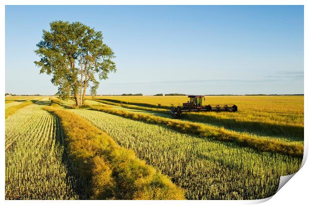 Swathing Canola Print by Dave Reede