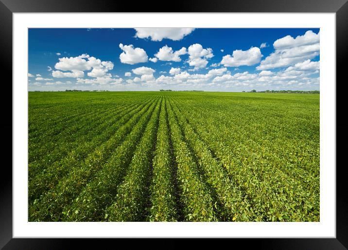 Mid-Growth Soybean Field Framed Mounted Print by Dave Reede