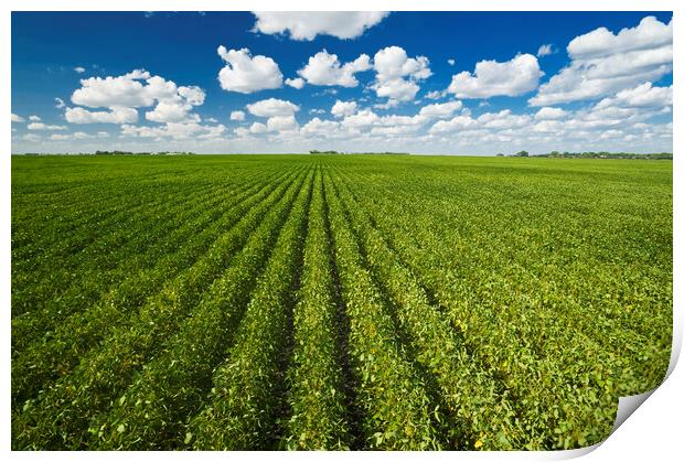 Mid-Growth Soybean Field Print by Dave Reede