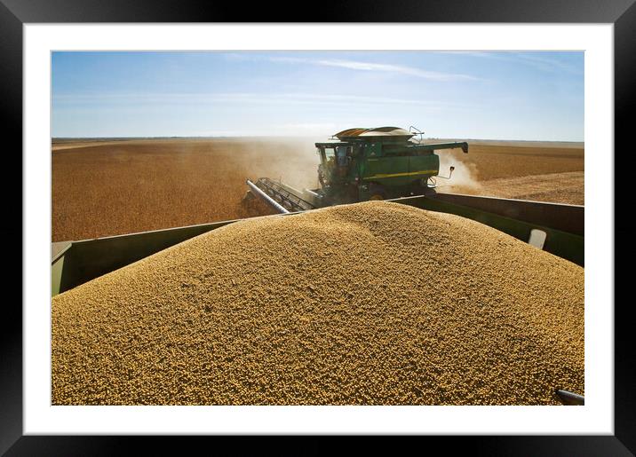 Soybean Harvest From a Grain Wagon Framed Mounted Print by Dave Reede