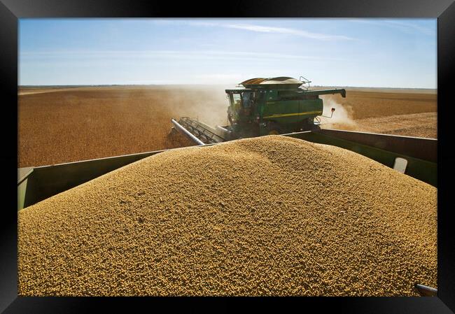 Soybean Harvest From a Grain Wagon Framed Print by Dave Reede
