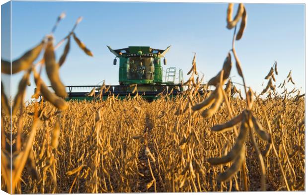 Soybean Harvest Canvas Print by Dave Reede