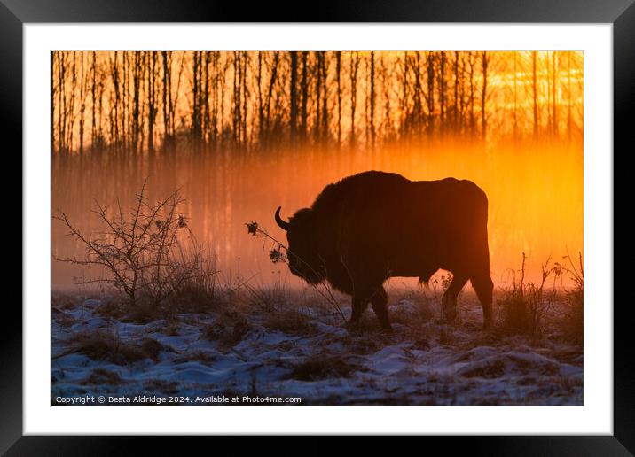 Silhouette of European bison Framed Mounted Print by Beata Aldridge