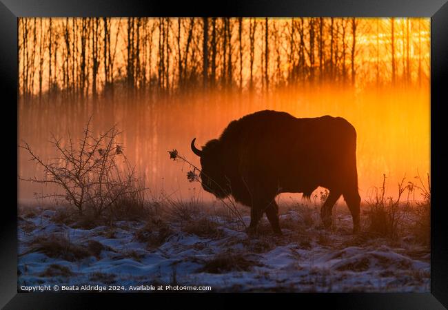 Silhouette of European bison Framed Print by Beata Aldridge
