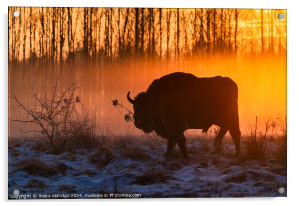 Silhouette of European bison Acrylic by Beata Aldridge