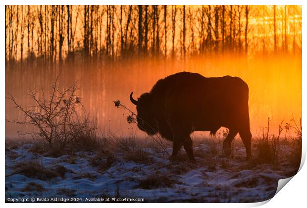 Silhouette of European bison Print by Beata Aldridge