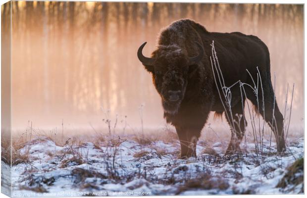 European bison (Bison bonasus) Canvas Print by Beata Aldridge