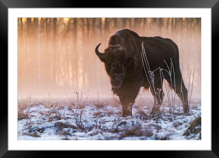 European bison (Bison bonasus) Framed Mounted Print by Beata Aldridge
