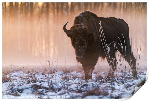European bison (Bison bonasus) Print by Beata Aldridge