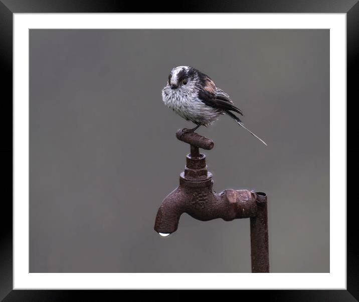 long-tailed-tit Framed Mounted Print by kathy white