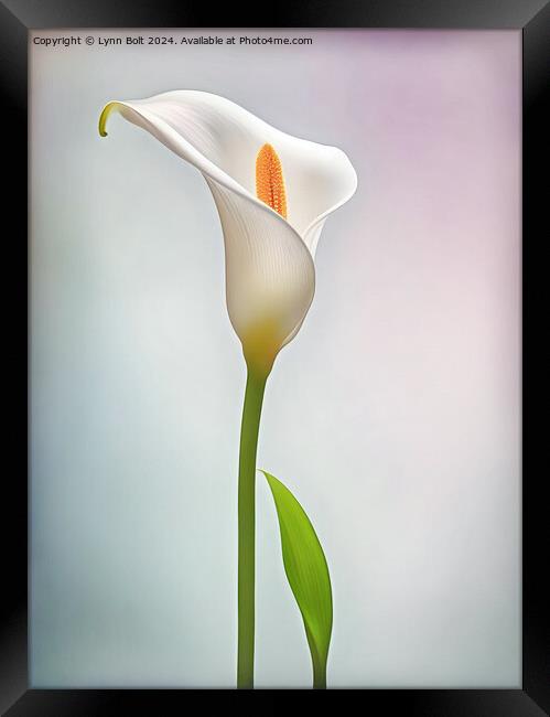 Calla Lily Framed Print by Lynn Bolt