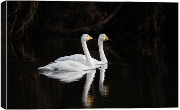 Whooper Swans Reflections on the river Teviot, Scottish Borders, United Kingdom Canvas Print by Dave Collins