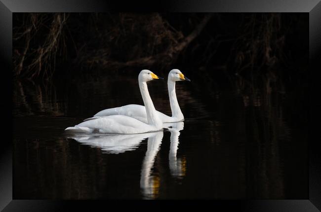 Whooper Swans Reflections on the river Teviot, Scottish Borders, United Kingdom Framed Print by Dave Collins