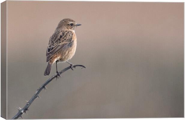 The stonechat  Canvas Print by kathy white