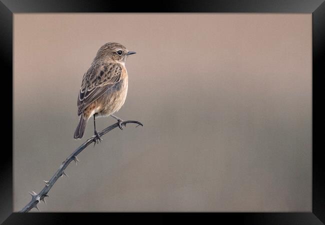 The stonechat  Framed Print by kathy white