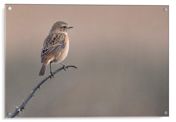 The stonechat  Acrylic by kathy white