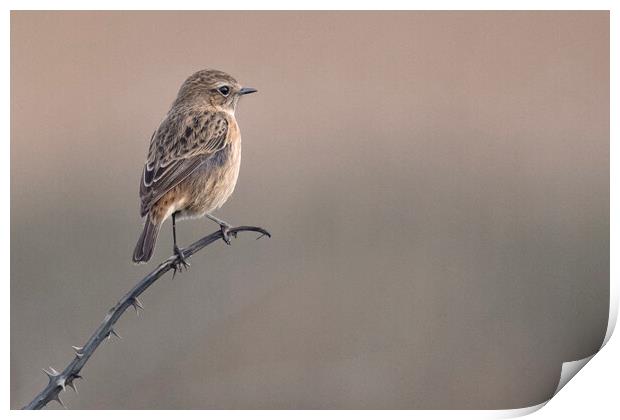 The stonechat  Print by kathy white