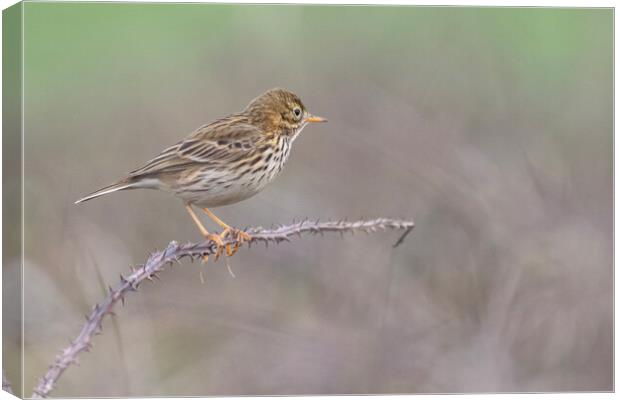 Meadow Pipit,sitting on a brach in Cornwall Canvas Print by kathy white