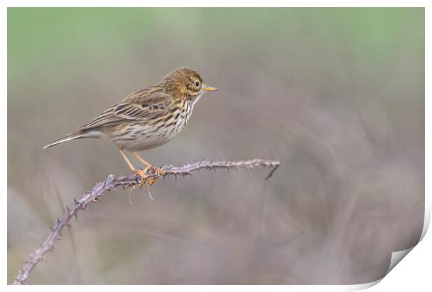 Meadow Pipit,sitting on a brach in Cornwall Print by kathy white