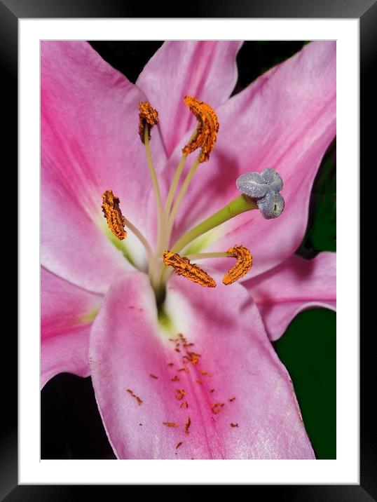 Pink Lily. Framed Mounted Print by Becky Dix
