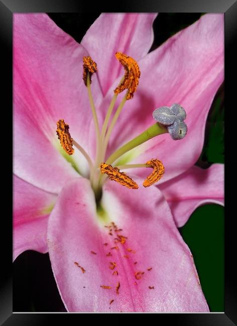 Pink Lily. Framed Print by Becky Dix