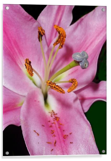 Pink Lily. Acrylic by Becky Dix