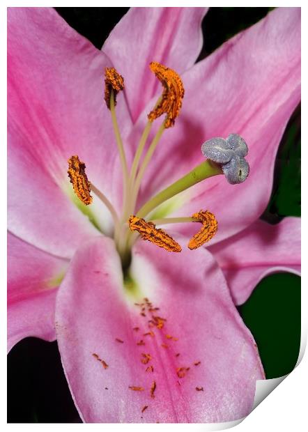 Pink Lily. Print by Becky Dix