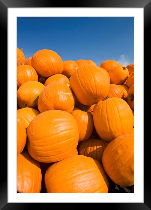 Pumpkins Framed Mounted Print by Dave Reede