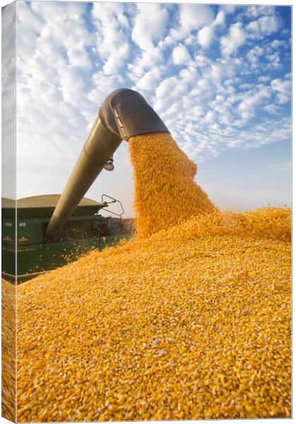 Augering Corn on the Go Canvas Print by Dave Reede