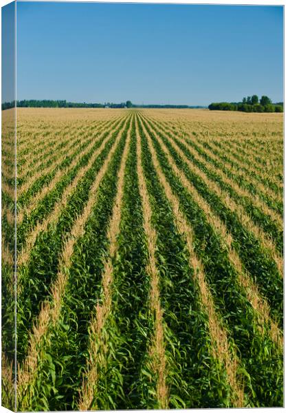 Never Ending Corn Field Canvas Print by Dave Reede
