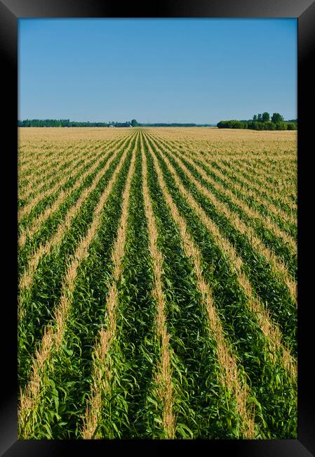 Never Ending Corn Field Framed Print by Dave Reede