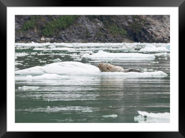 Harbour Seal on a growler (small iceberg) in an ice flow, Alaska, USA Framed Mounted Print by Dave Collins