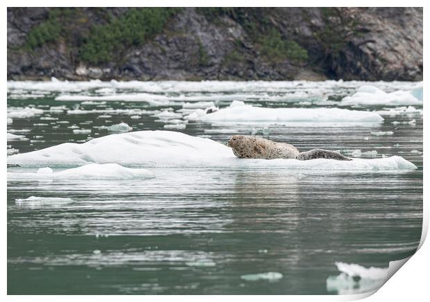 Harbour Seal on a growler (small iceberg) in an ice flow, Alaska, USA Print by Dave Collins