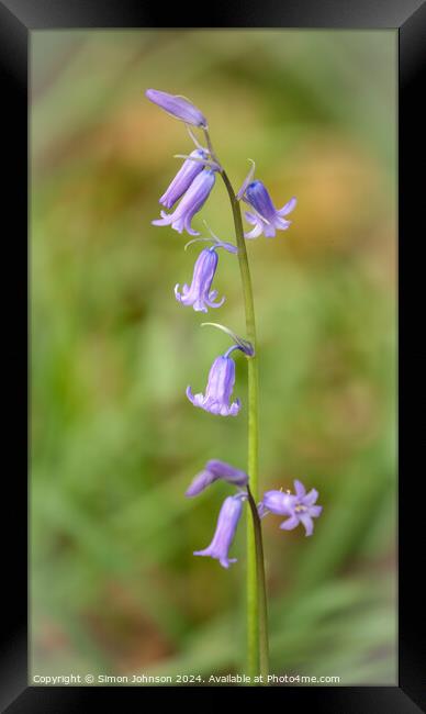 Bluebell flower Framed Print by Simon Johnson