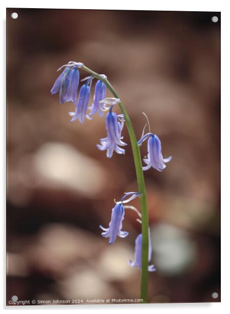 sunlit bluebell Acrylic by Simon Johnson