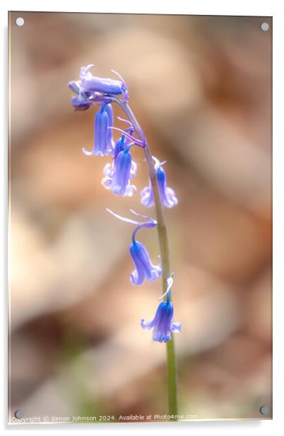 bluebell flower Acrylic by Simon Johnson