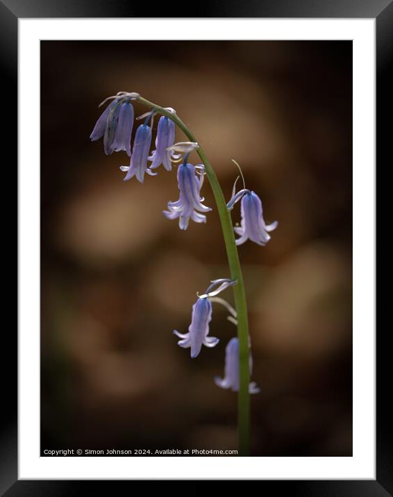 bluebell flower Framed Mounted Print by Simon Johnson
