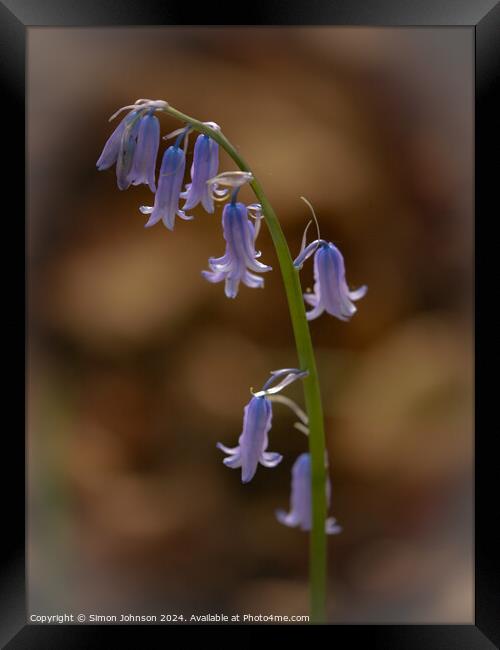 Bluebell  flower Framed Print by Simon Johnson