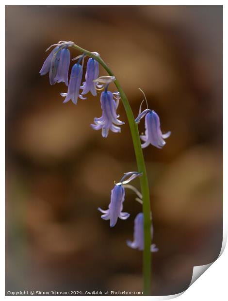 Bluebell  flower Print by Simon Johnson