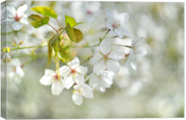 White Cherry Blossom Canvas Print by Alison Chambers