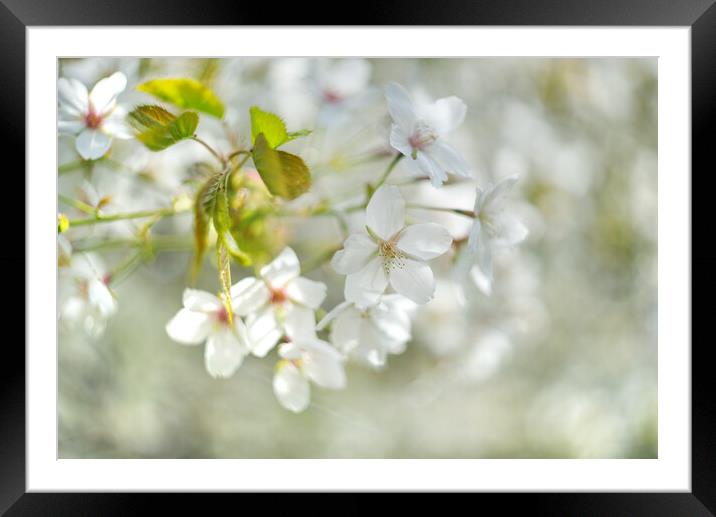 White Cherry Blossom Framed Mounted Print by Alison Chambers