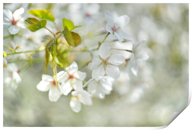 White Cherry Blossom Print by Alison Chambers
