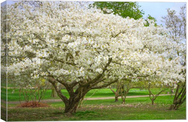 Cherry Blossom Tree Canvas Print by Alison Chambers