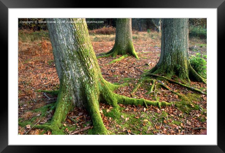 Moss covered tree trunks Framed Mounted Print by Derek Daniel