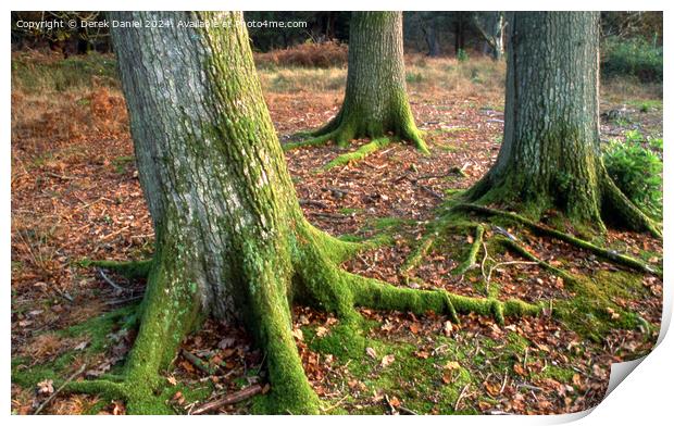 Moss covered tree trunks Print by Derek Daniel