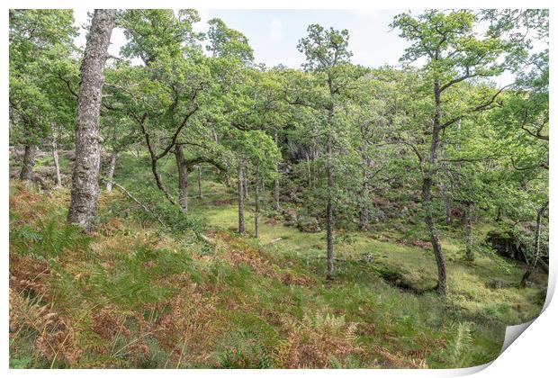 Glenborrodale Nature Reserve, Argyll and Bute, Scotland Print by Dave Collins