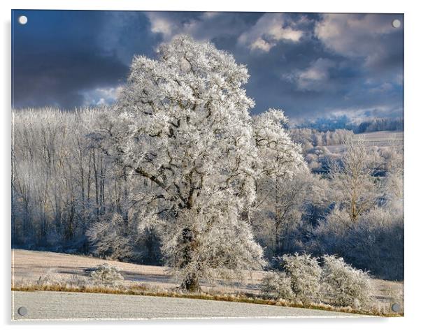 Hoar Frost, Scottish Highlands Acrylic by Karl Oparka