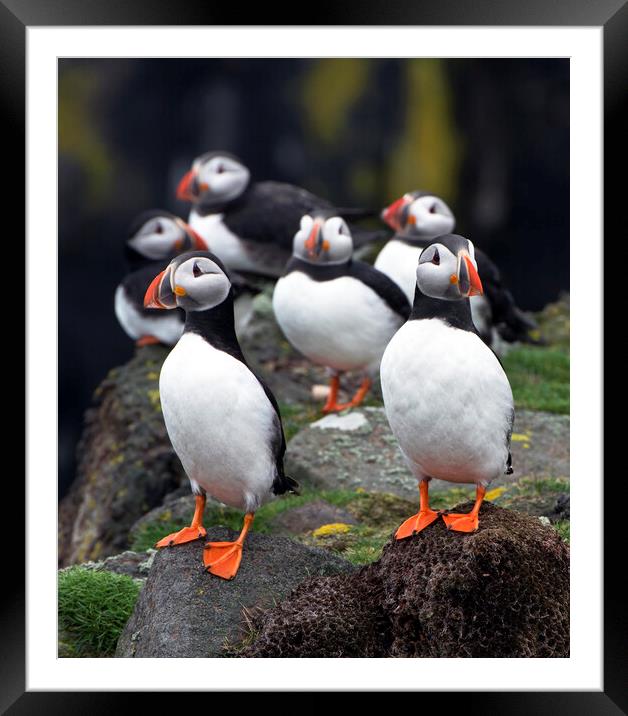A Posse of Puffins Framed Mounted Print by Karl Oparka