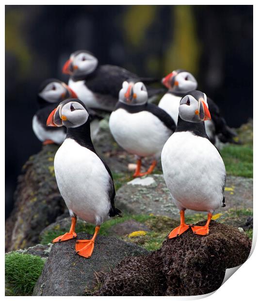 A Posse of Puffins Print by Karl Oparka