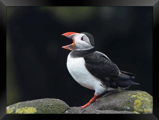Calling All Puffins Framed Print by Karl Oparka
